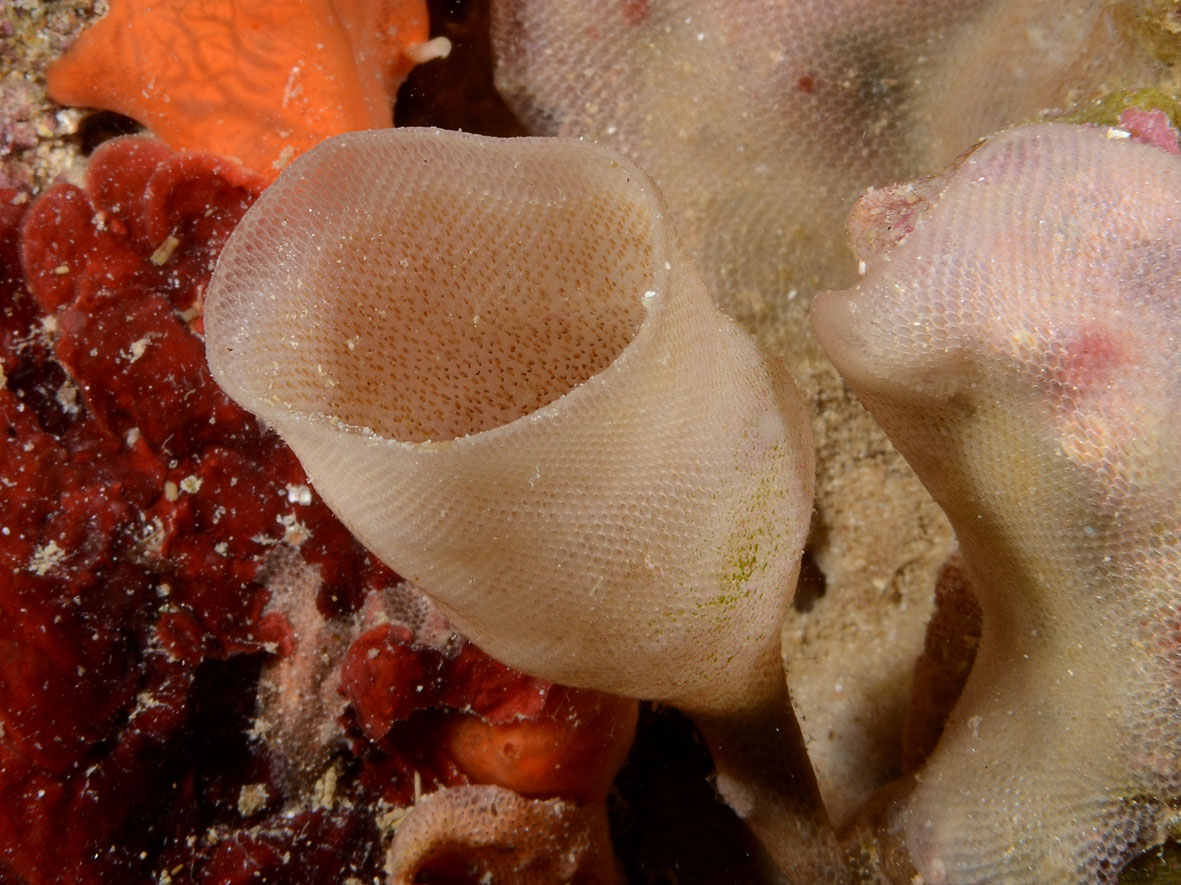 Membranipora membranacea